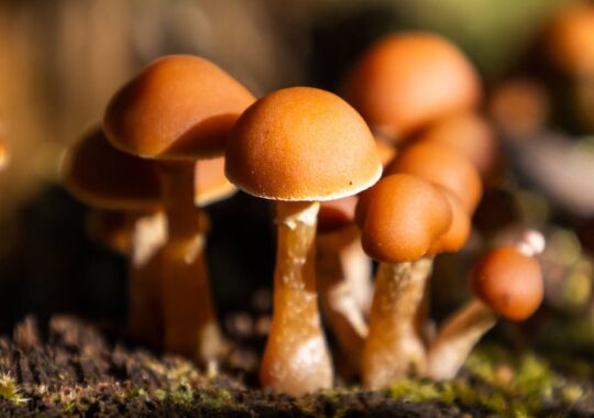 Meble z grzybni (mycelium) w domu: akustyczne panele, lampy i regały, które… rosną same