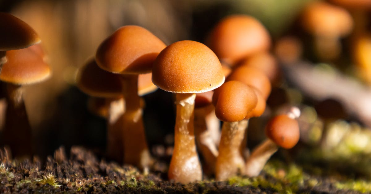 Meble z grzybni (mycelium) w domu: akustyczne panele, lampy i regały, które… rosną same